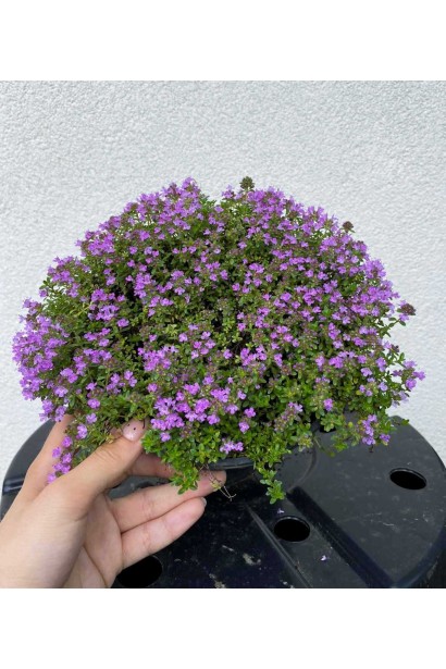 Чебрець ранній Псевдоланугіносус - 2л/вис.5-10см/Ø20-25см